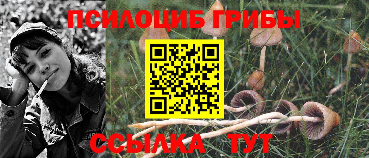 Псилоцибиновые грибы Cubensis  наркошоп  Отрадный  Вход с VPN 